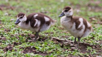 Kushari – egyptská rýže s těstovinami