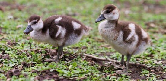 Kushari – egyptská rýže s těstovinami