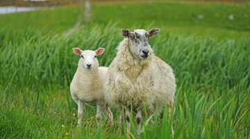 Jehněčí placičky s hummusem