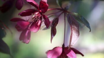 Rajská kachna s mangem a chilli