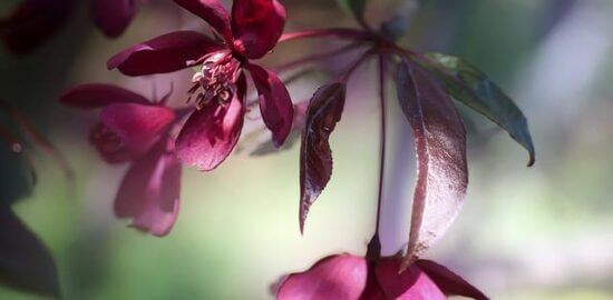 Rajská kachna s mangem a chilli