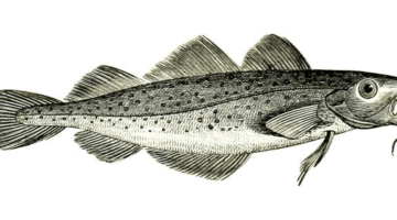 Treska s avokádem a koriandrem