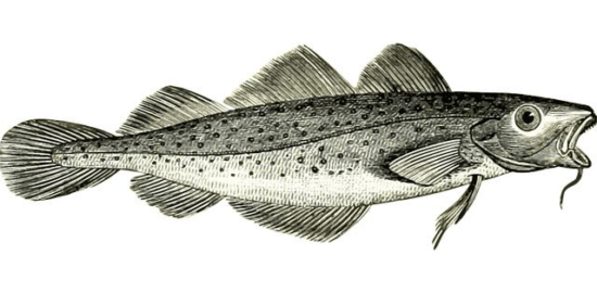 Treska s avokádem a koriandrem