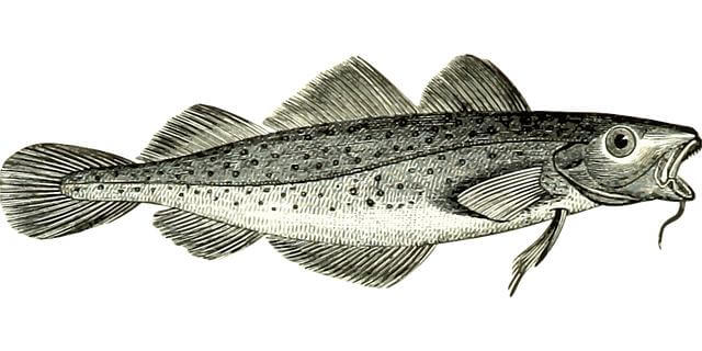 Treska s avokádem a koriandrem