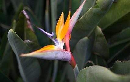 Rajský hrášek s kari