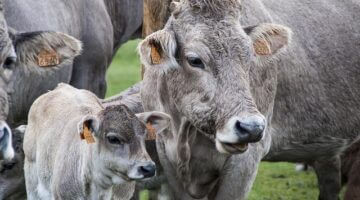 Telecí líčka se sušenými houbami