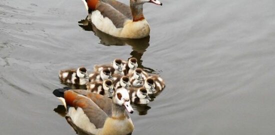 Egyptské fuul medames