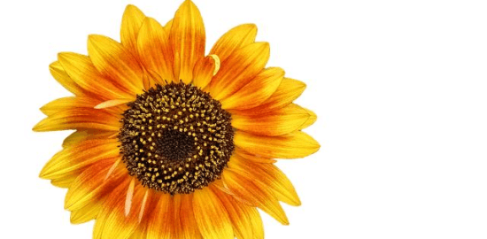 Plněné kimchi placičky se zeleninou