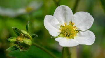 Jahodový rostambúr v jogurtu