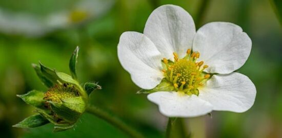 Jahodový rostambúr v jogurtu