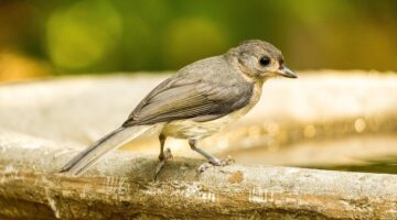 Pho Bo – Vietnamští nudloví polévka