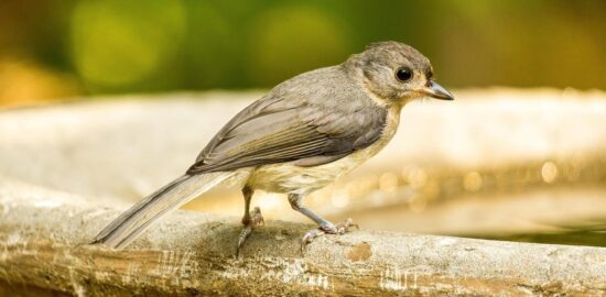 Pho Bo – Vietnamští nudloví polévka