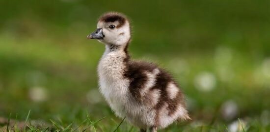Egyptské falafelové kuličky s tahini