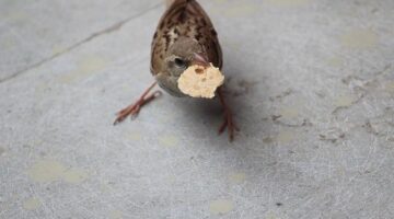 Chapati: tradiční placka z celozrnné mouky