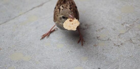 Chapati: tradiční placka z celozrnné mouky