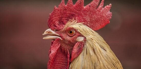 Kuřecí kordon bleu s grilovaným ananasem