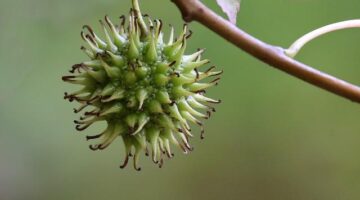 Směs pikantních kořeněných zelenin