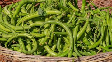 Fazole s křupavým vepřovým masem