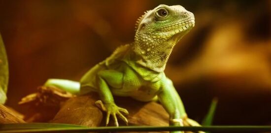 Thajský zelený kari s kuřetem