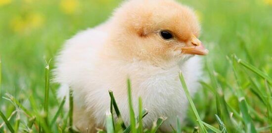 Kuřecí kokosová mušle s rýží