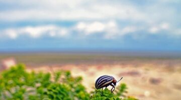 Tradiční bramborák s kyselou smetanou