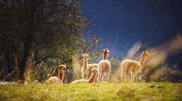 Lamí s mandlí a rozinkami