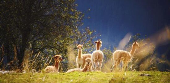 Lamí s mandlí a rozinkami