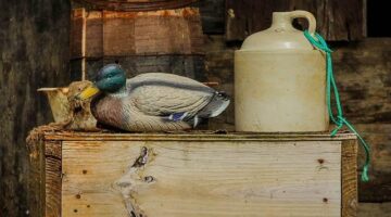 Cajun kuře s kukuřicí a rýží