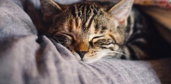 Domácí lasagne s hovězím masem