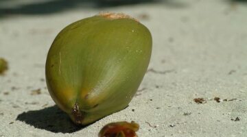 Kokosový rýžový puding s mangem