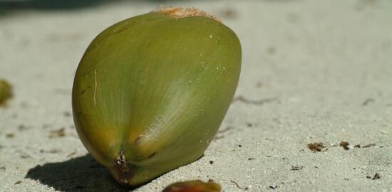 Kokosový rýžový puding s mangem