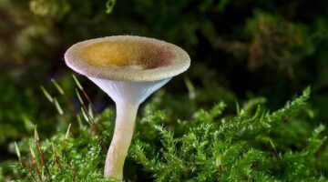 Houbový ragú s cizrna