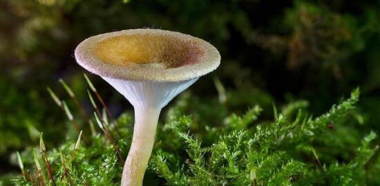 Houbový ragú s cizrna