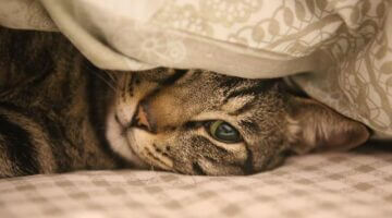 Domácí rajská omáčka s bazalkou