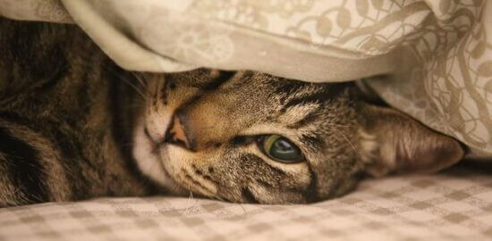 Domácí rajská omáčka s bazalkou