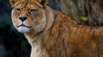 Berberský hrášek s masem a rajčaty