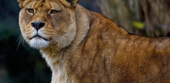 Berberský hrášek s masem a rajčaty