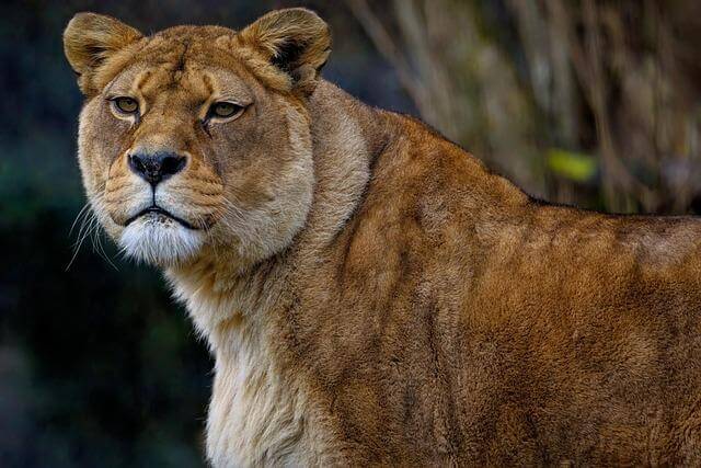 Berberský hrášek s masem a rajčaty