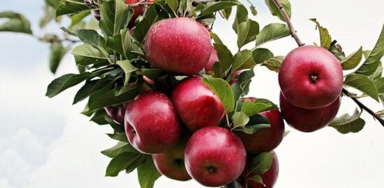 Ovocné pilaf s jehněčím a rýží