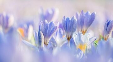 Jarní salát s mangem