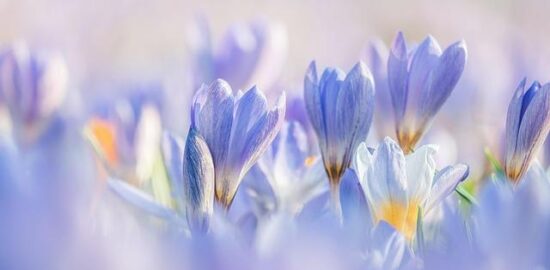 Jarní salát s mangem