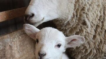 Jehněčí ragú s bylinkovou polentou