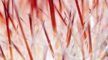 Ostrý kuřecí tikka masala