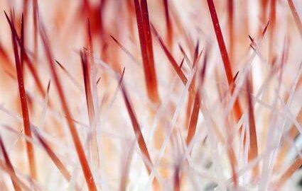 Ostrý kuřecí tikka masala