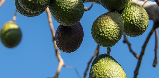 Avokádový toast s rajčaty