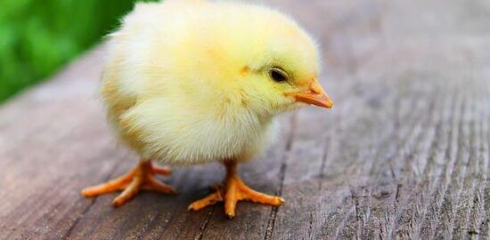 Kuře v karamelové omáčce a jablkách