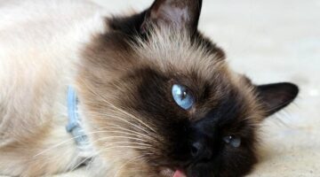 Kočičí jazyky plné pistácií