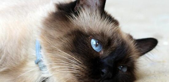 Kočičí jazyky plné pistácií