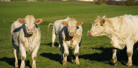 Boeuf bourguignon s knedlíkem