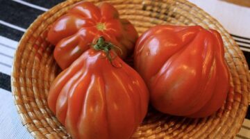 Boeuf bourguignon jemně dušené maso